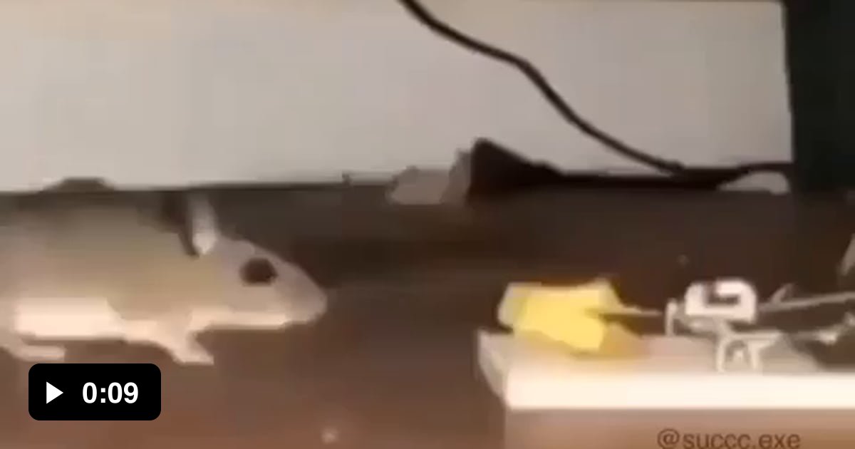 Rats Are Getting Weird - 9gag