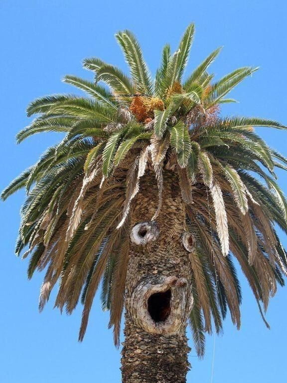 PsBattle This palm tree with holes in the trunk 9GAG