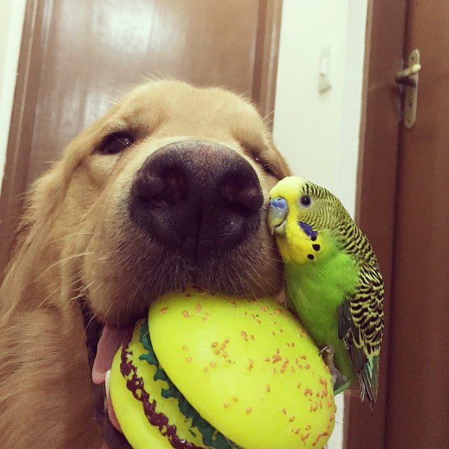 The dog and the bird 😍 - 9GAG