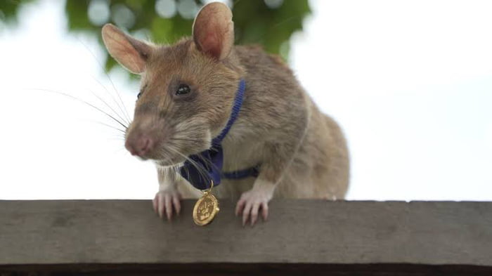 This land-mine sniffing rat retired after 5 years of helping explosives ...