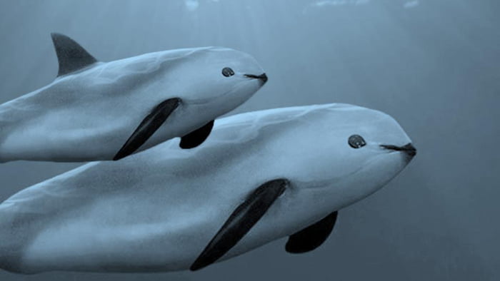 this-is-vaquita-the-rarest-marine-animal-on-earth-there-are-only-around