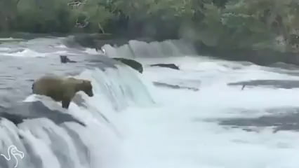 Mama bear jumps into action when she notices her cubs are in trouble