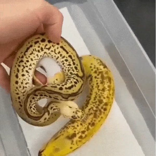 Found a snake in Australia that looks like a Banana gave it some