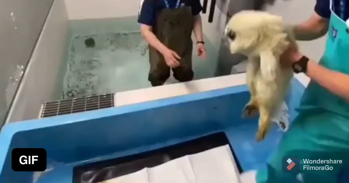 Cute baby seal is introduced to water for the first time - 9GAG