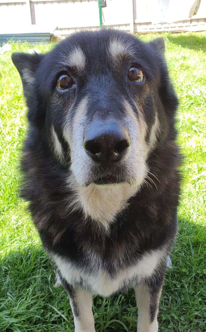 Said goodbye to my best friend of 13 years. RIP buddy. - 9GAG