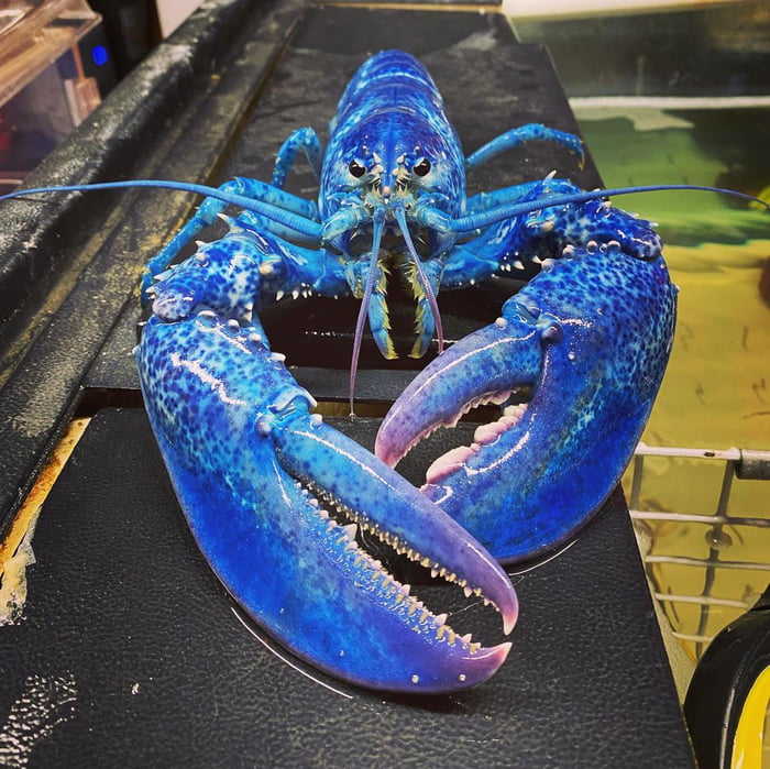 This Rare Blue Lobster Gag