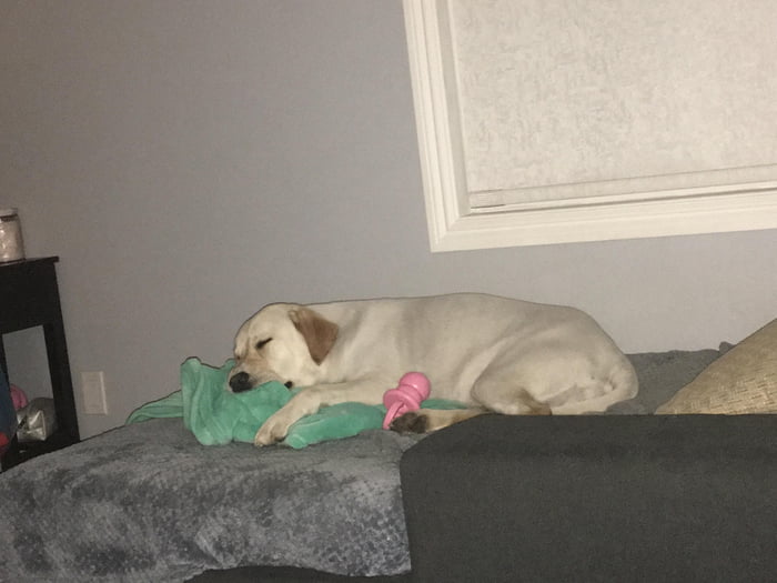 Why Does My Dog Sleep With A Blanket In Her Mouth