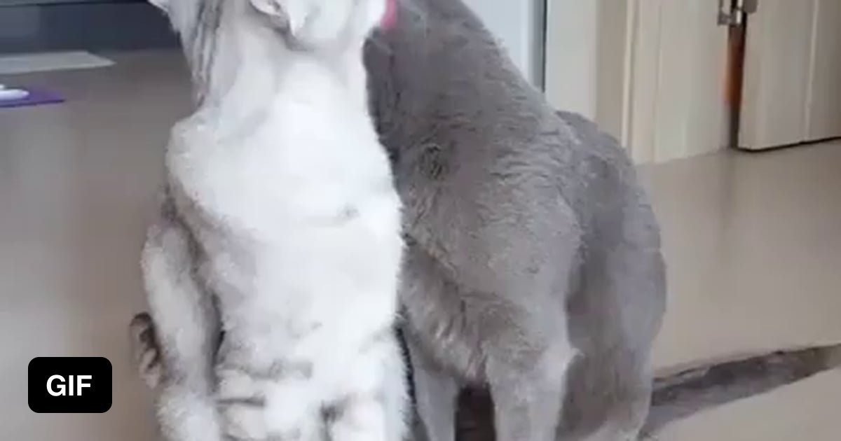 Cats have better love life than me - 9GAG