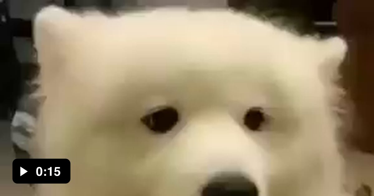 Dog with dancing EARS! - 9GAG