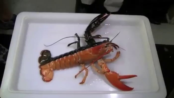 This Two Tone Lobster Is A In Million Find Gag