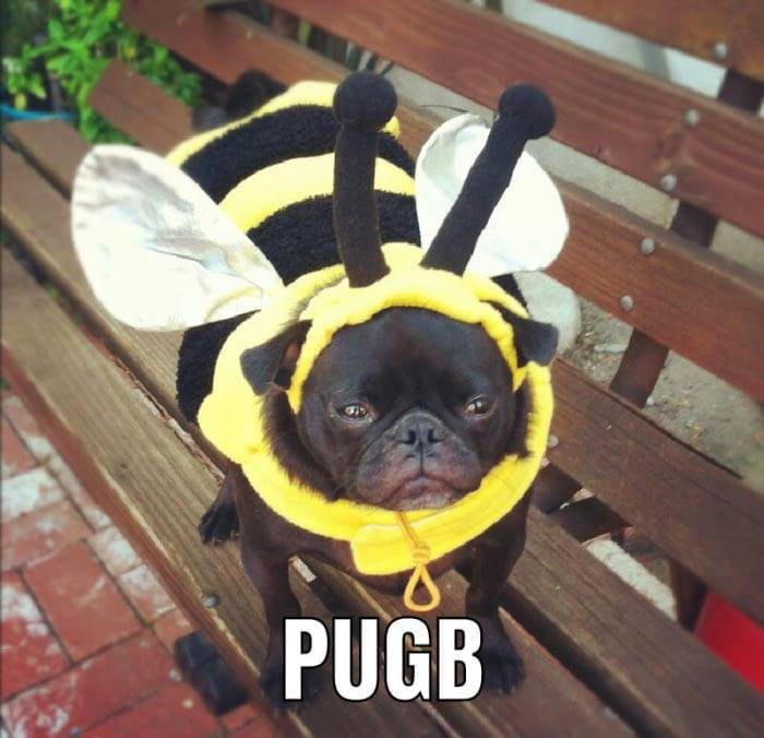 Pug G : R/PUBATTLEGROUNDS