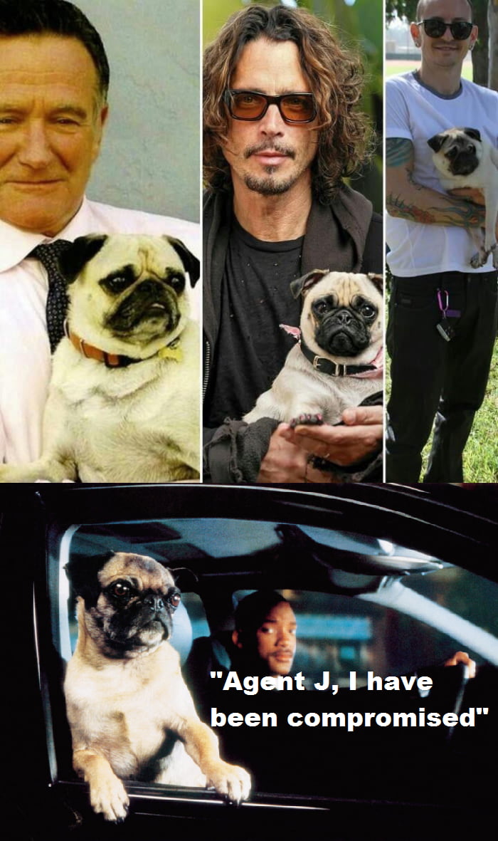 Frank the pug from Men in Black is behind the pug curse - 9GAG