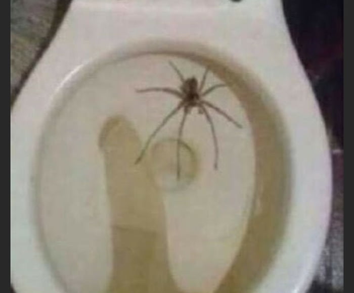 Giant Toilet Spider Found today 9GAG