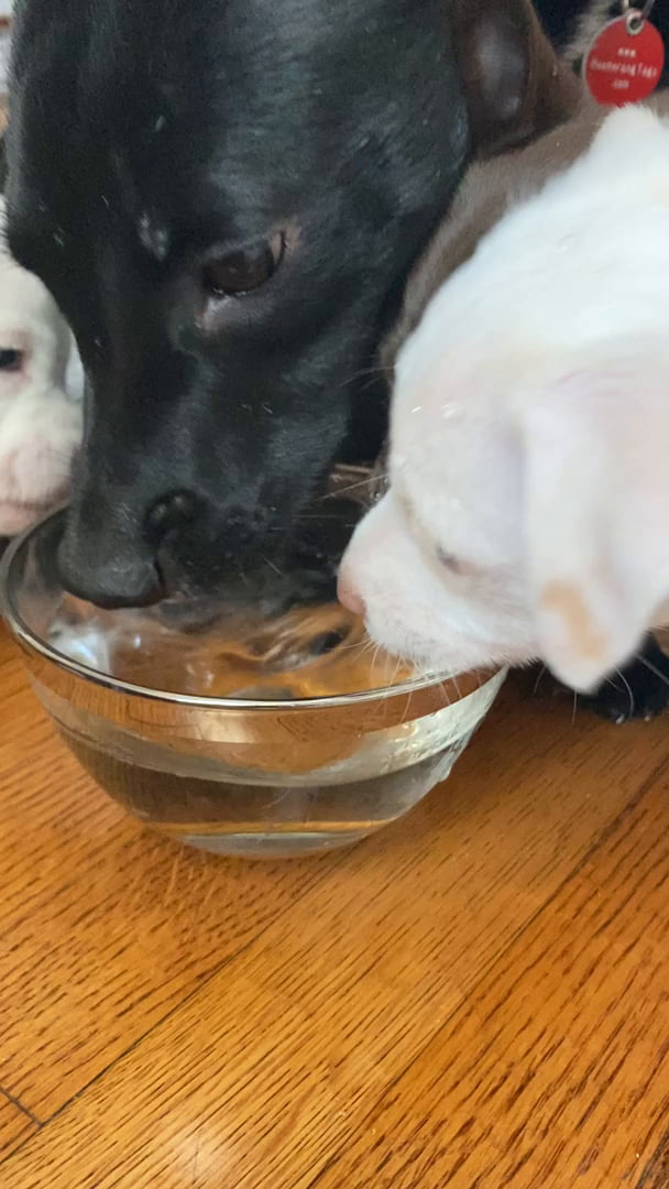 Puppies first time drinking water... still got some