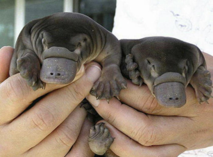 Baby Platypus 9gag