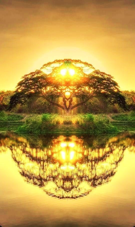 Tree of life created by the sunset - 9GAG