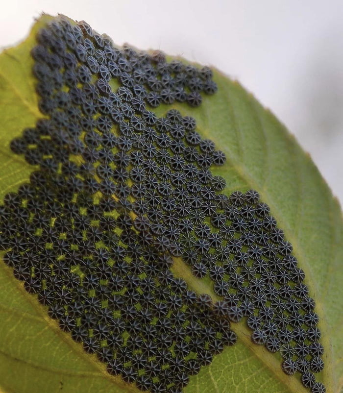 These butterfly eggs 9GAG