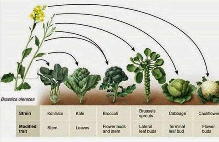 Broccoli is a human invention. It was bred out from a wild cabbage, as ...