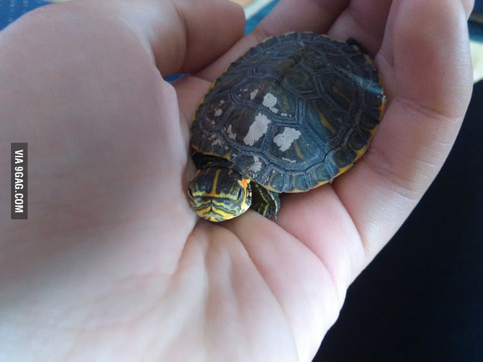Day 13. I think my turtle fell into depression 9GAG