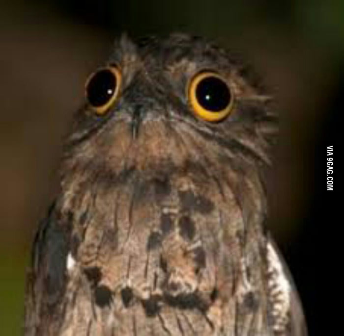 The potoo bird needs to become a meme - 9GAG