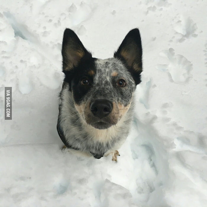 australian shepherd queensland heeler mix pictures meet luna queensland heeler australian shepherd mix 9gag australian shepherd queensland heeler mix pictures meet luna queensland heeler australian shepherd mix 9gag