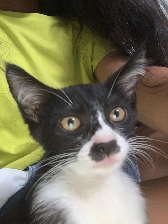 Hail Kitler Cat - 9GAG