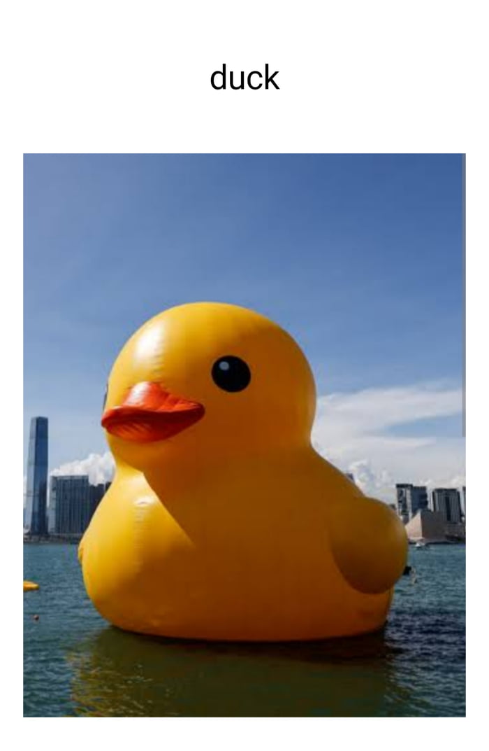 Duck 9gag