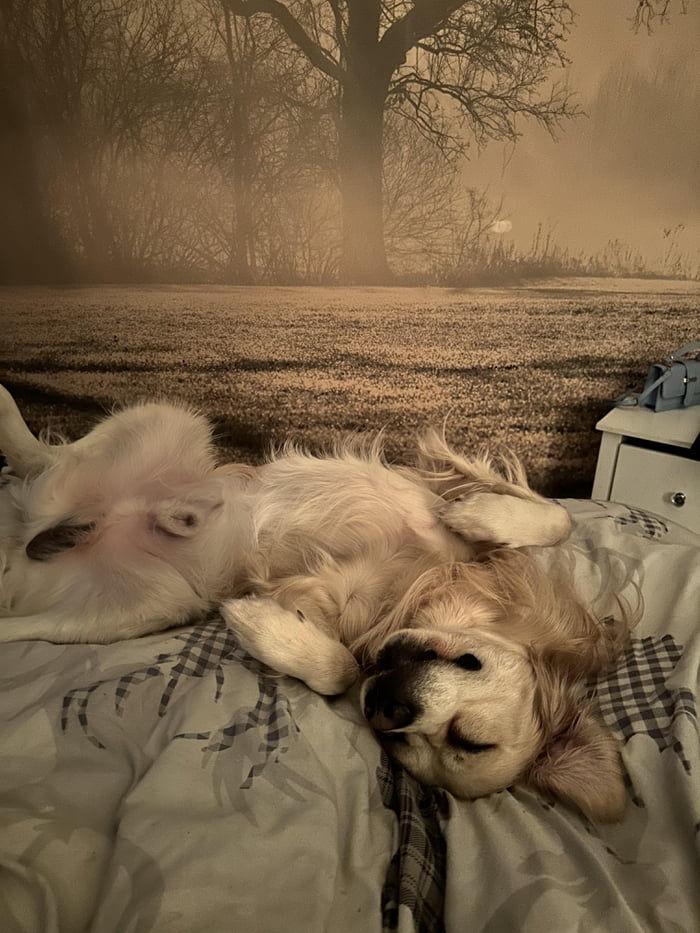 Just a dog who sleeps like he pays the bills 9GAG