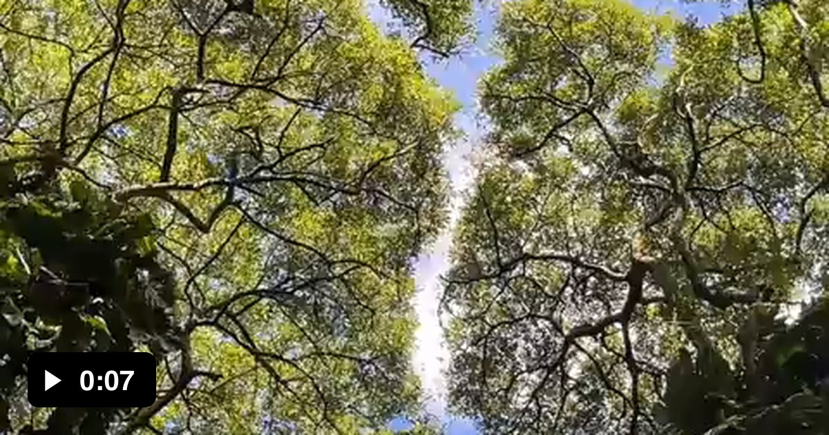 Crown shyness is a phenomenon observed in many species of trees, in ...