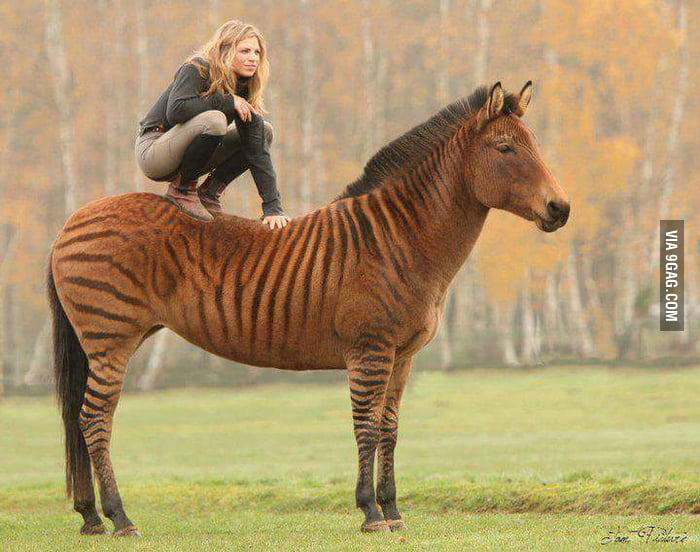 zorse-a-zebra-horse-hybrid-9gag