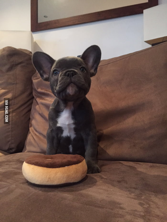 Catch of the day: Donut - 9GAG