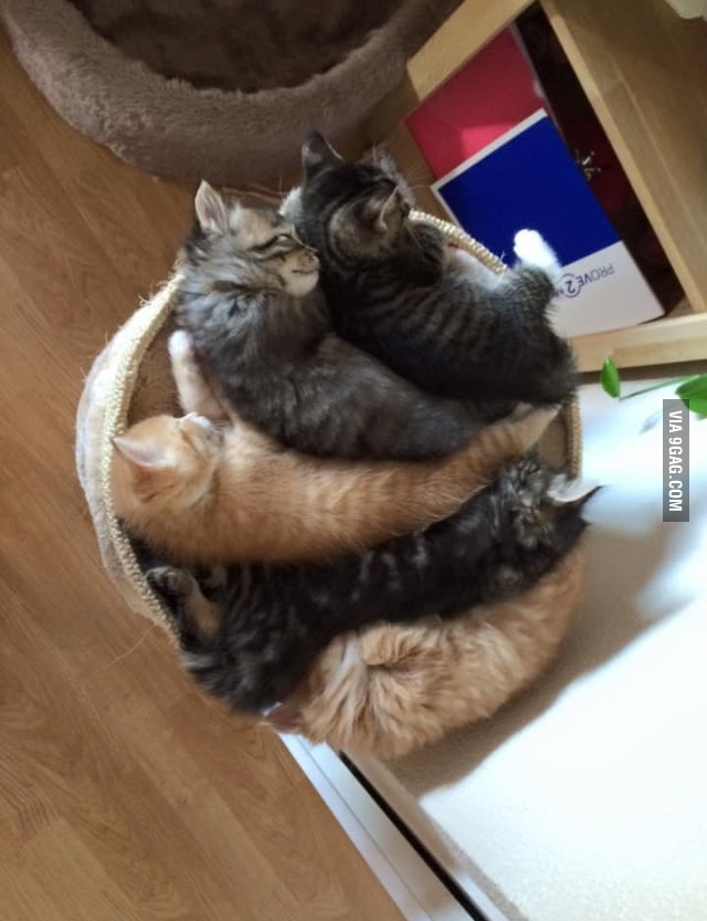 WATCH OUT FOR THE GIGANTIC CAT BALL! - 9GAG