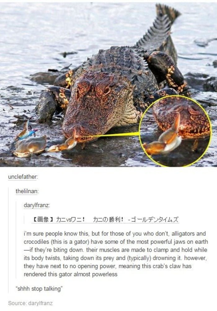 Crab vs gator 9gag