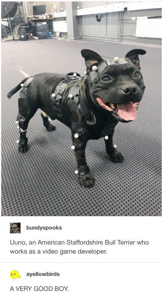 Motion capture dog 9GAG