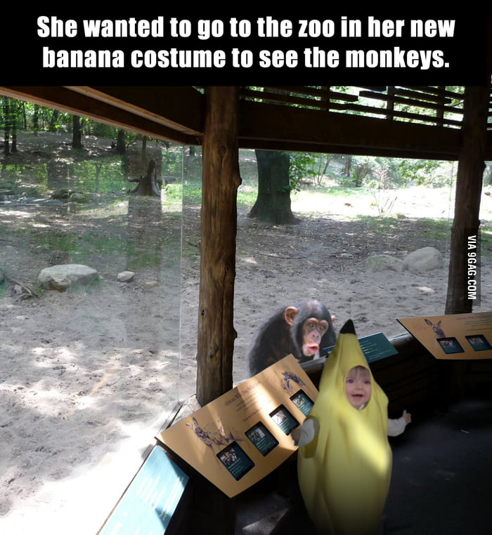 shifty eyes monkey meme shifty eyes monkey meme