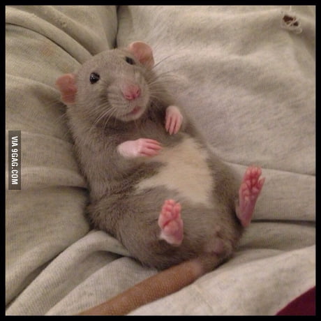 cuddly rat toy