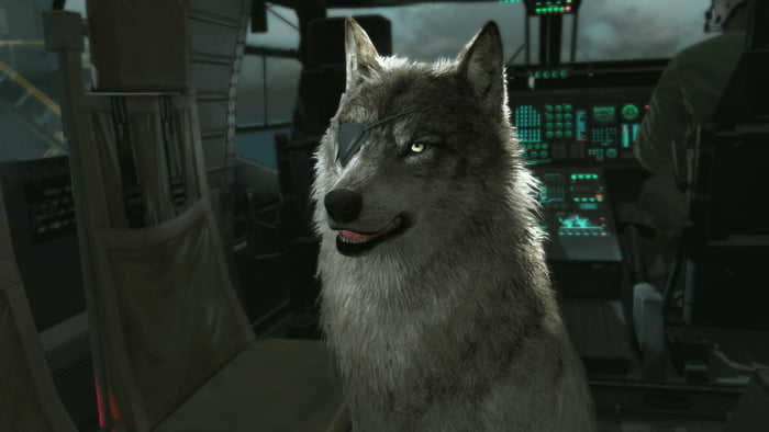 how do i get the dog in mgsv