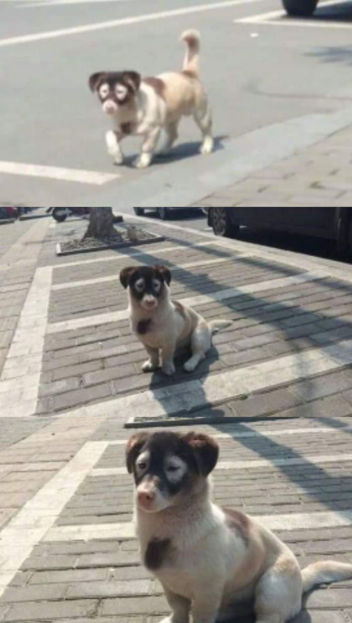 Name this dog - 9GAG