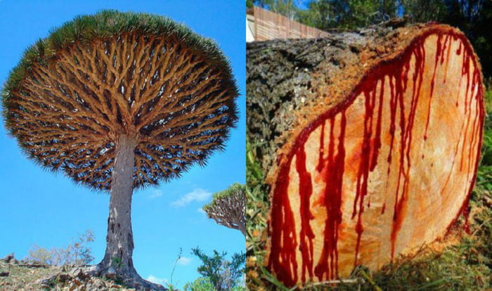 pohon darah naga