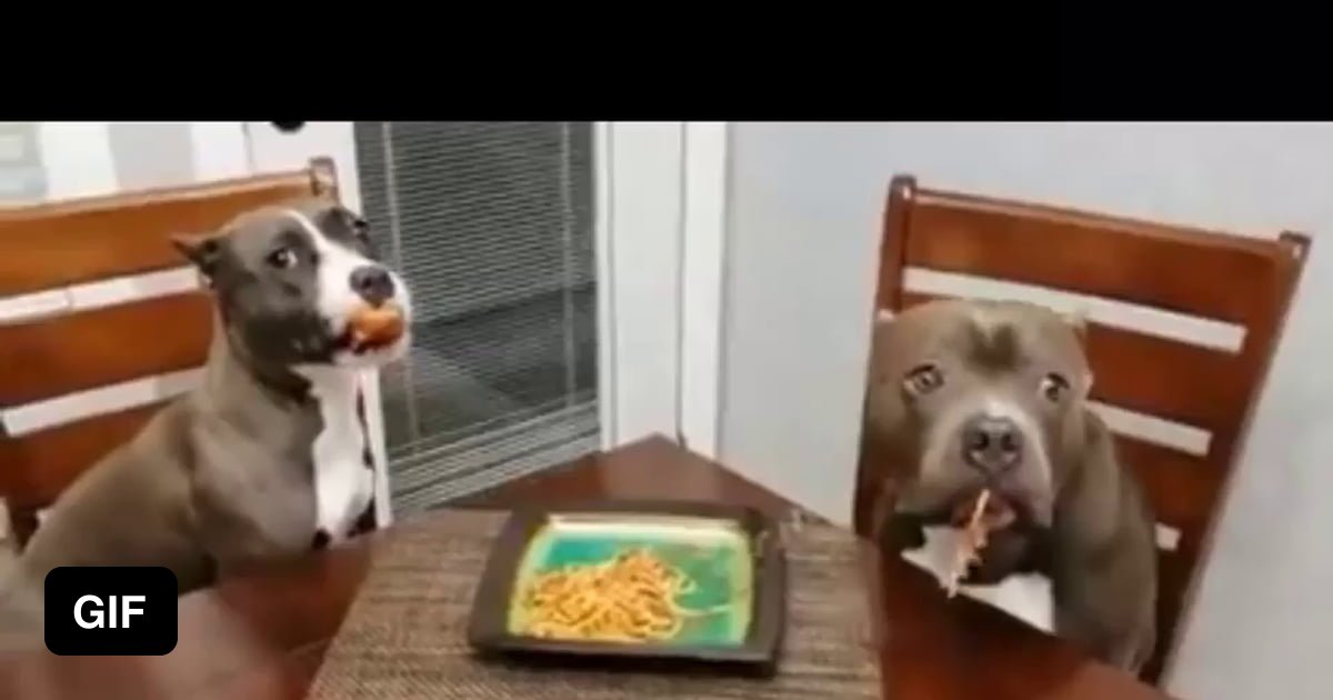Dogs caught eating spaghetti innocently stare at owner 9GAG