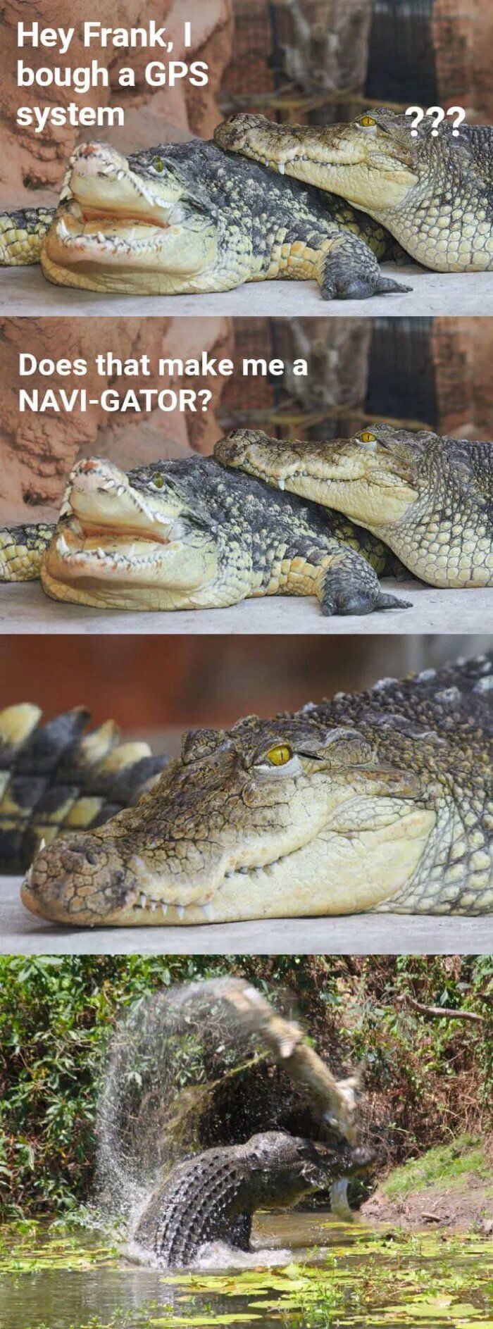 See You Later Alligator 9gag
