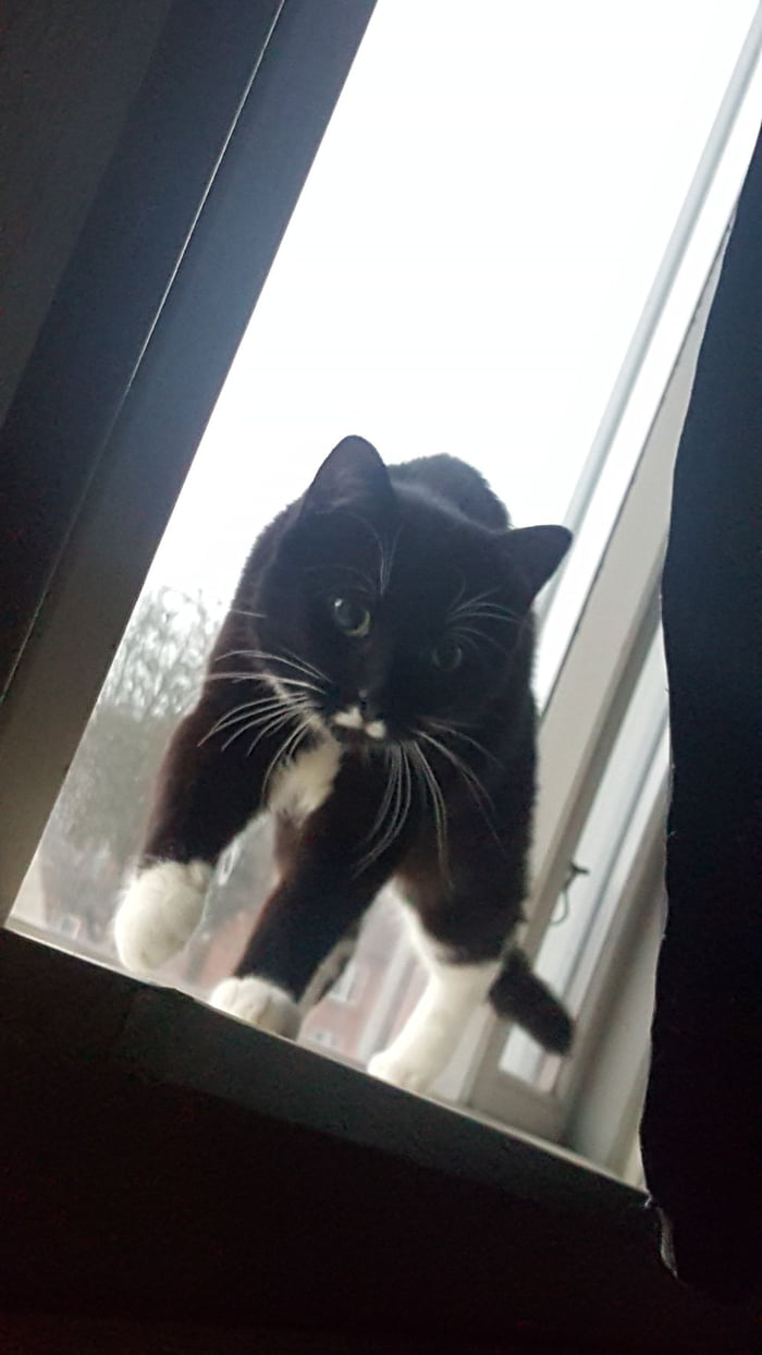 Sir Cat In Training 9gag