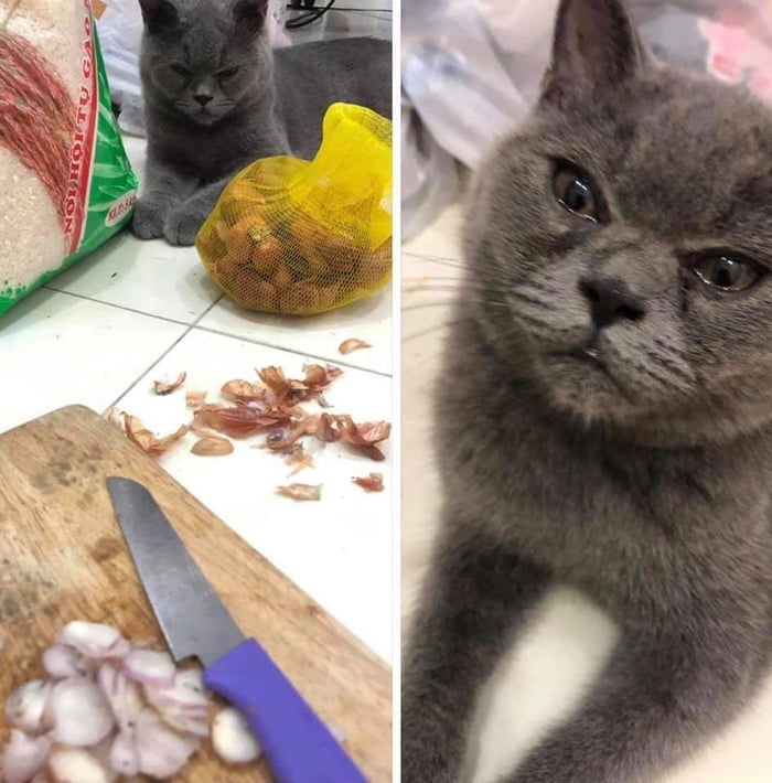 Never let your cat watch you chopping the onions. - 9GAG