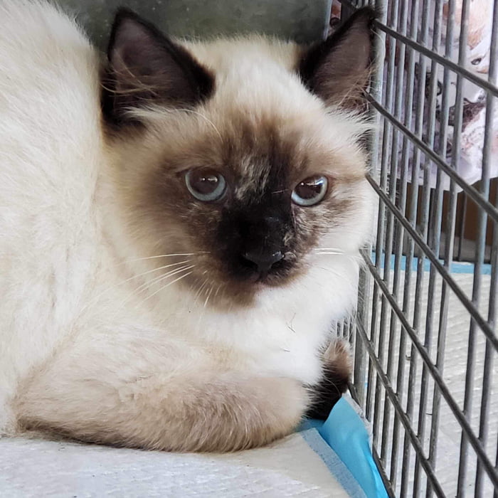 Do You Have Any Good Cat Pun Names For My New Foster Girl I Have 