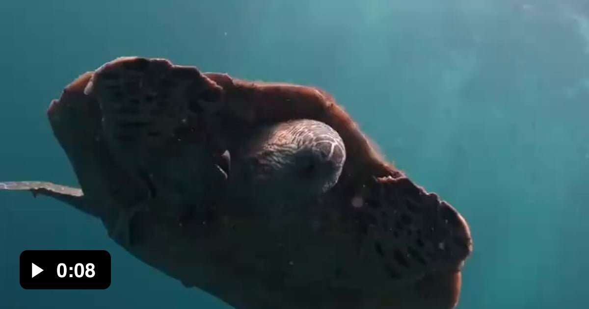 An eel trying to escape from turtle mouth - 9GAG