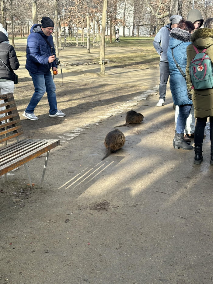 Of a Water Rat in Prague - 9GAG