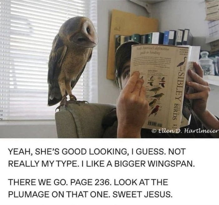 Owls 9gag