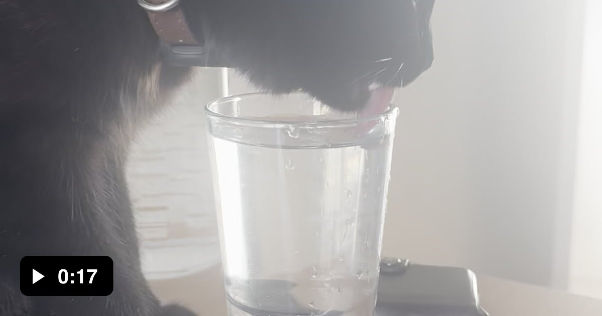 My cat refuses to drink of its own water, will only have it from a