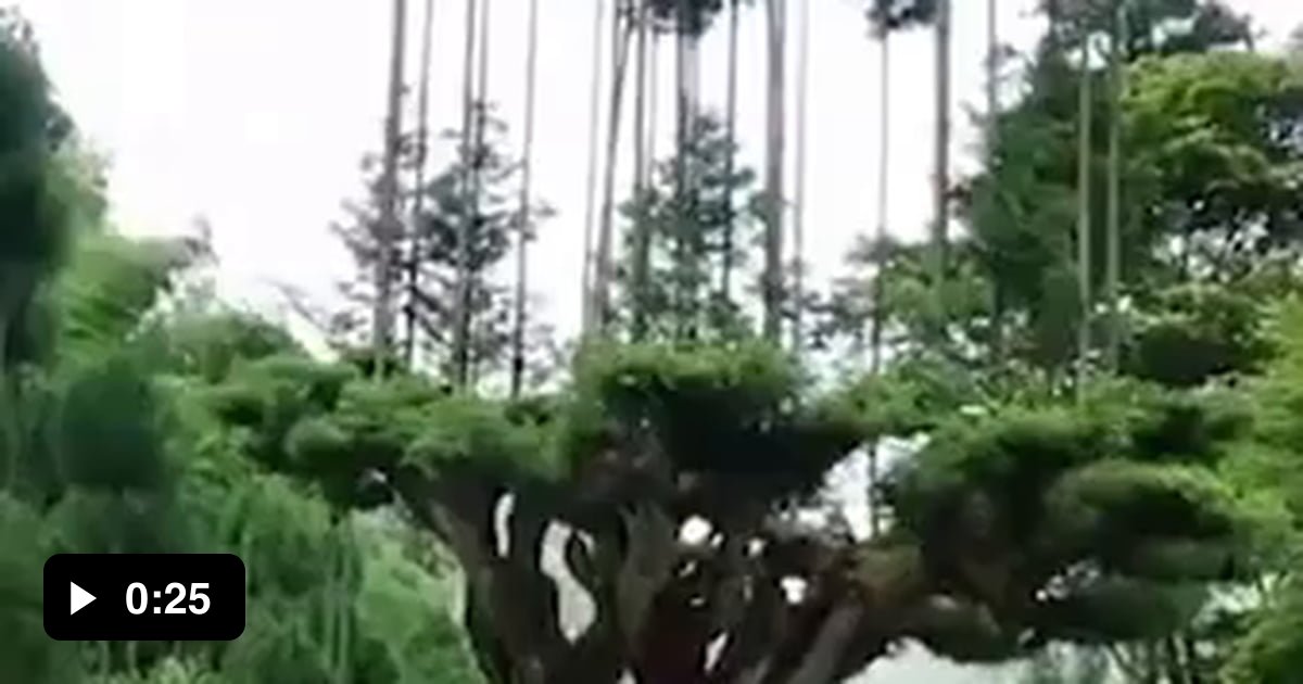 Daisugi is a Japanese forestry technique that allows cedars to be grown on old cedars without