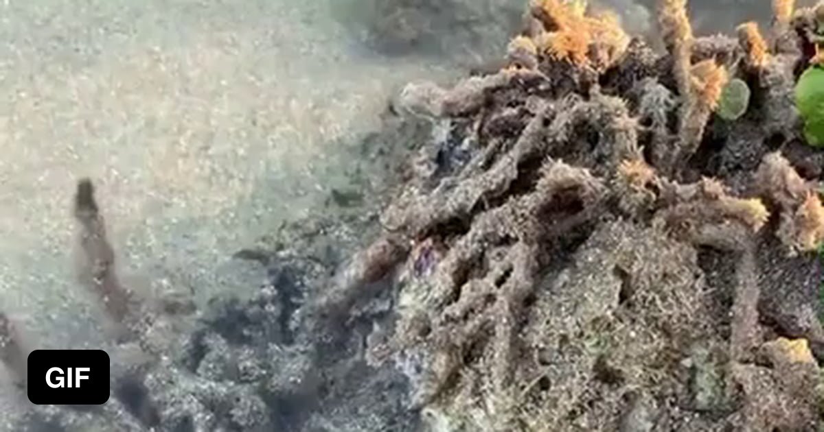 Man picks up deadly stonefish with his bare hands - 9GAG